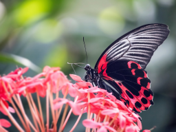 Galerie Photos &raquo; Animaux