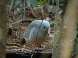 Nouvelle Calédonie 003