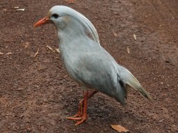 Nouvelle Calédonie 004