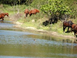 Nouvelle Calédonie 023
