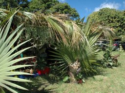 Nouvelle Calédonie 036