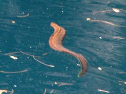 Nouvelle Calédonie 119