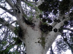 Nouvelle Calédonie 139