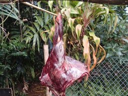 Nouvelle Calédonie 151