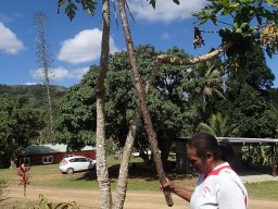 Nouvelle Calédonie 158