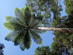 Nouvelle Calédonie 199