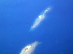 Nouvelle Calédonie 234