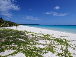 Nouvelle Calédonie 237