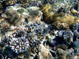 Nouvelle Calédonie 240