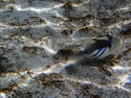 Nouvelle Calédonie 243