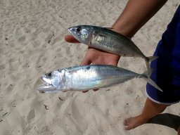 Nouvelle Calédonie 248