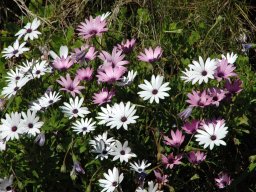 Nouvelle Zélande 047