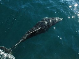 Nouvelle Zélande 089