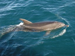 Nouvelle Zélande 090