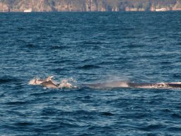 Nouvelle Zélande 093