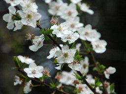 Nouvelle Zélande 121