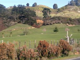 Nouvelle Zélande 178